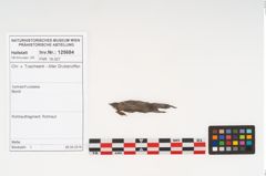 Foto von Rohhaut (NHMW-PRAE-125684)